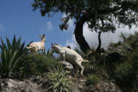 ¿Porque Fue Fundado San salvador rancho cabras?